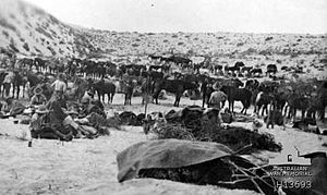 Australian 8th Light Horse at Romani